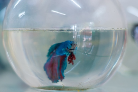 Blue siamese fighting fish or betta fish captive in a fish bowl on sale as pets at a pet shop in a city in Maharashtra, 2020