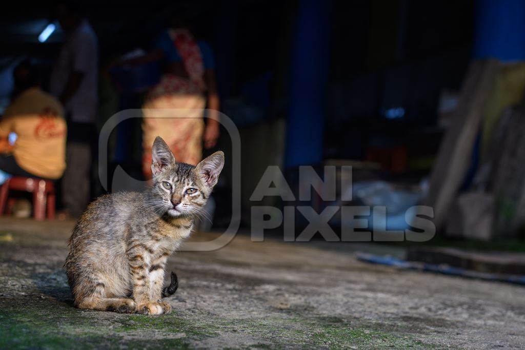 Small Indian street kitten or stray cat at Malvan fish market in Malvan, Maharashtra, India, 2022