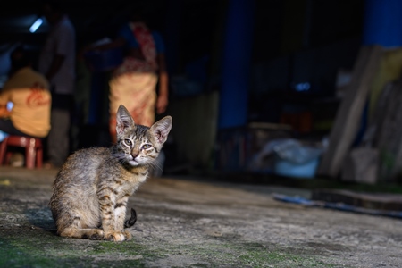 Small Indian street kitten or stray cat at Malvan fish market in Malvan, Maharashtra, India, 2022