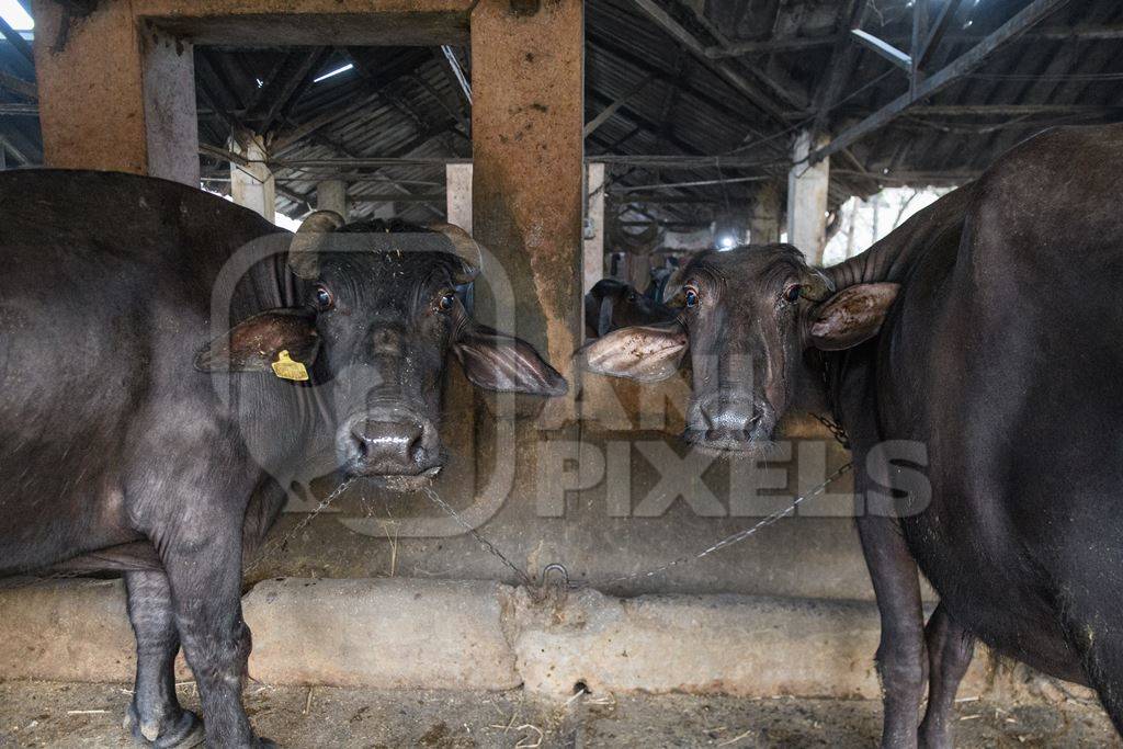 Farmed Indian buffaloes on an urban dairy farm or tabela, Aarey milk colony, Mumbai, India, 2023