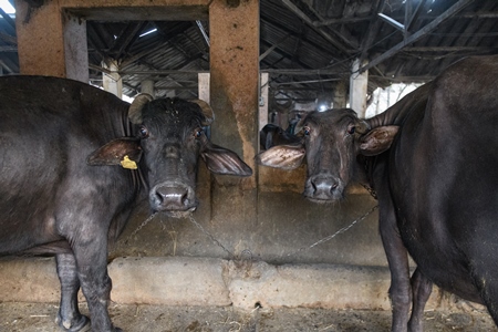 Farmed Indian buffaloes on an urban dairy farm or tabela, Aarey milk colony, Mumbai, India, 2023