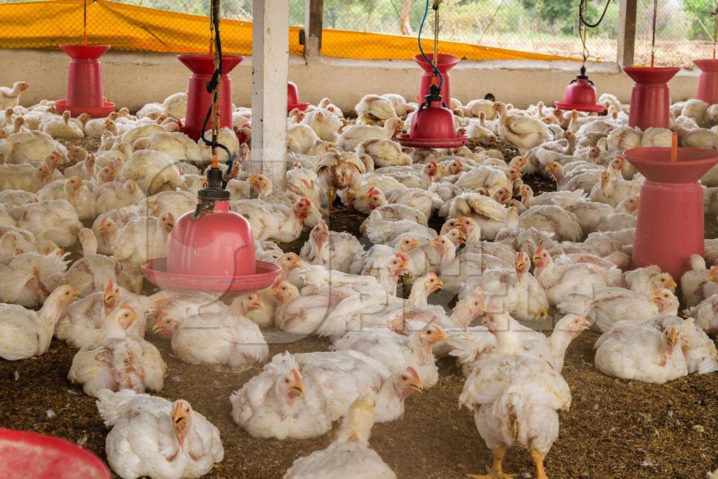 White broiler chickens raised for meat on a large poultry broiler farm in Maharashtra in India