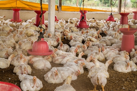 White broiler chickens raised for meat on a large poultry broiler farm in Maharashtra in India