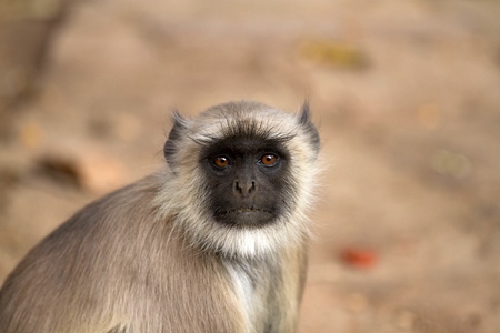 Grey langur looking up at camera