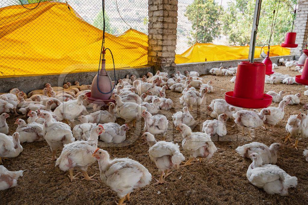 Many Indian broiler chicken shed on a poultry farm in Maharashtra in India, 2021