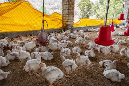 Many Indian broiler chicken shed on a poultry farm in Maharashtra in India, 2021