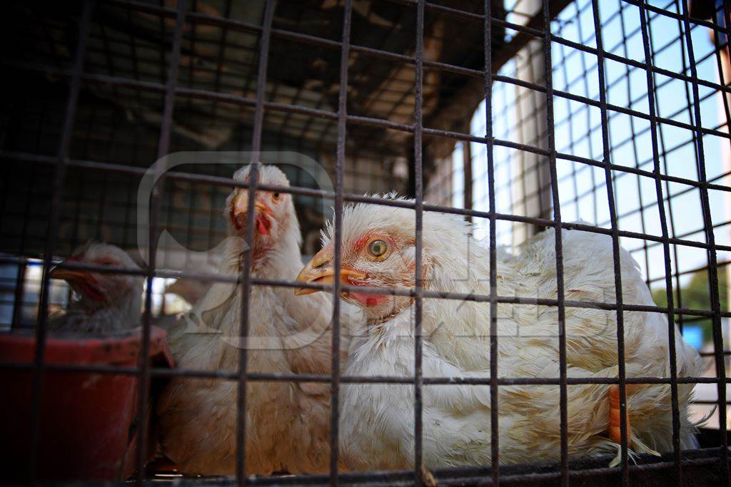 Chickens sit in a cage at a chicken shop in Maharashtra