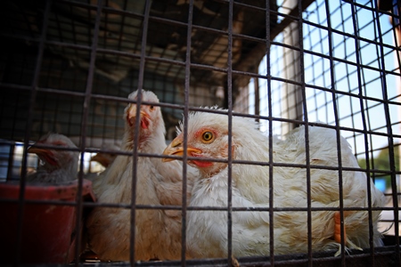 Chickens sit in a cage at a chicken shop in Maharashtra