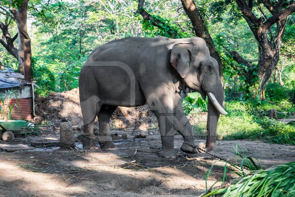 Captive elephant in chains at an elephant camp in Guruvayur in Kerala to be used for temples and religious festivals