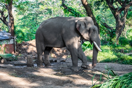 Captive elephant in chains at an elephant camp in Guruvayur in Kerala to be used for temples and religious festivals