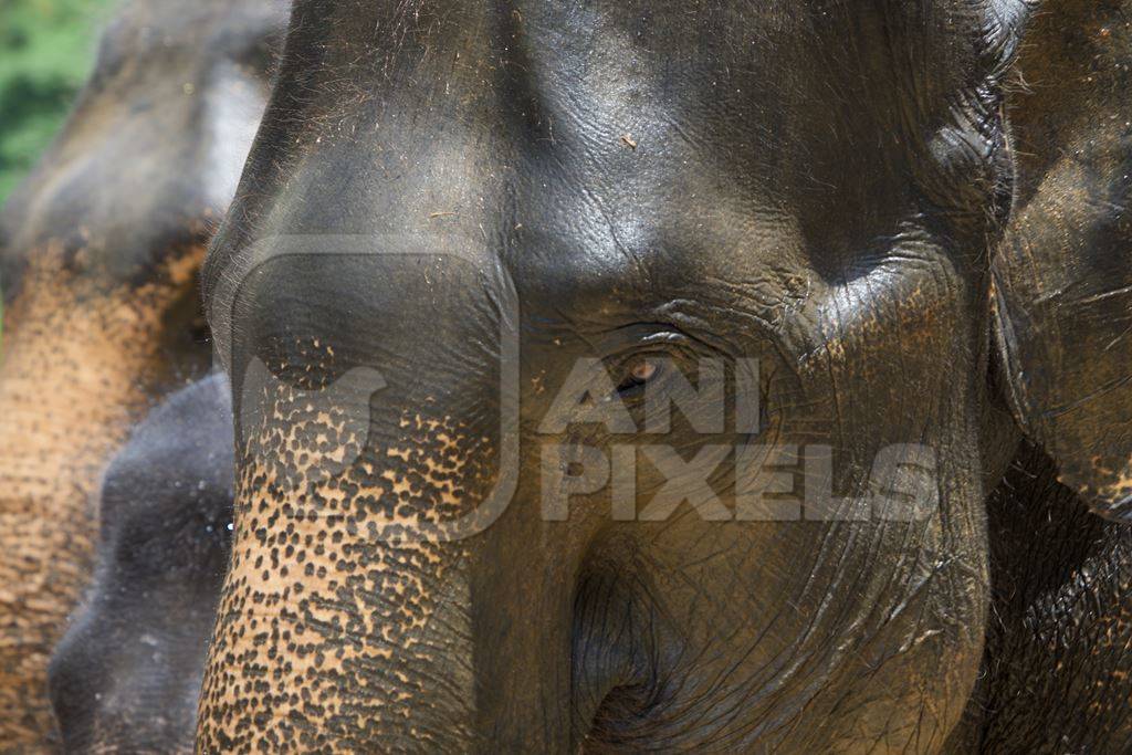 Close up of faces of elephants