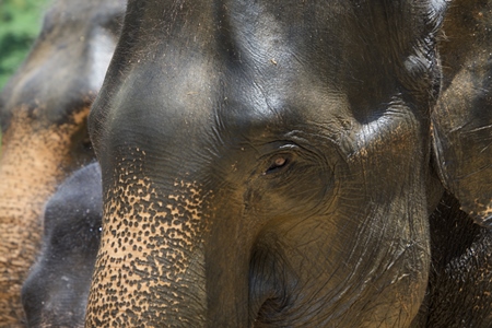 Close up of faces of elephants