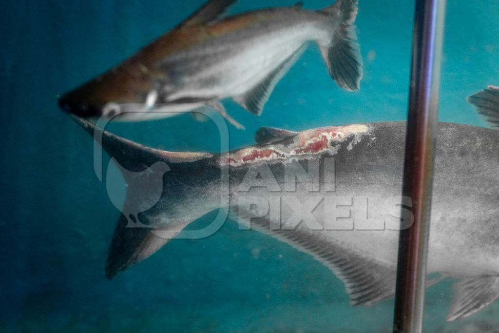 Small black shark fish with disease or injury in a tank at an underwater fish tunnel expo aquarium in Pune, Maharashtra, India, 2024