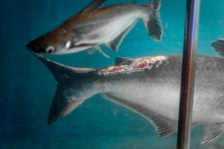 Small black shark fish with disease or injury in a tank at an underwater fish tunnel expo aquarium in Pune, Maharashtra, India, 2024