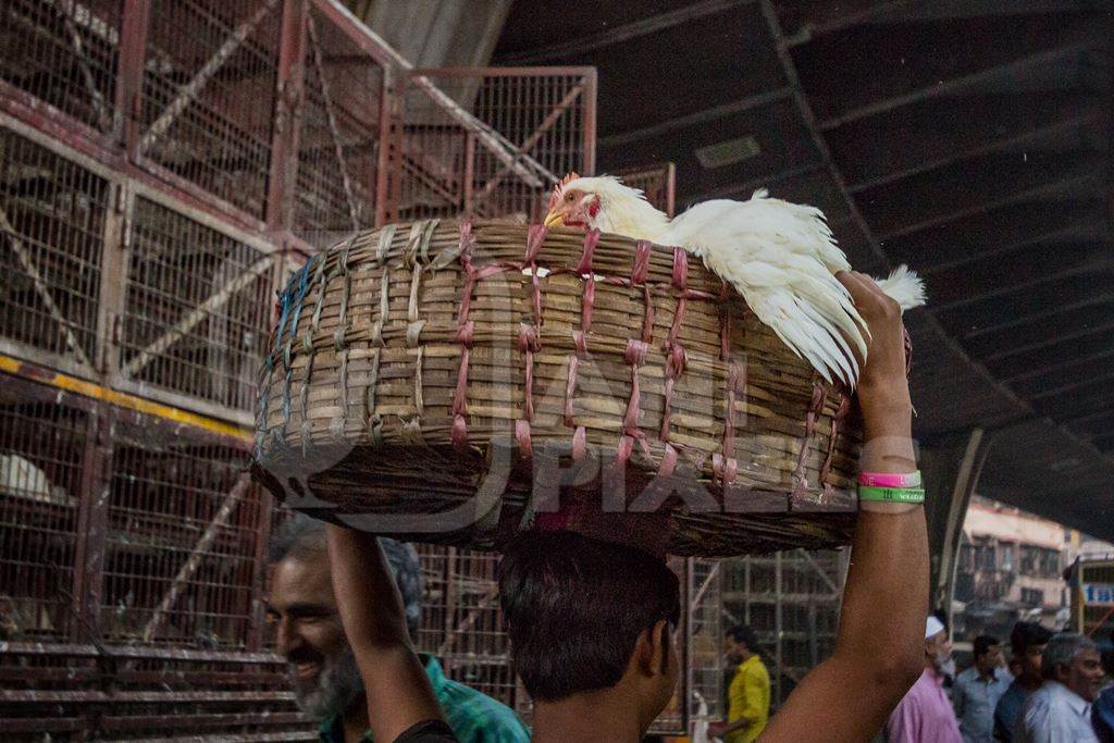 Broiler chicken being carried in basket on head of man near Crawford market in Mumbai