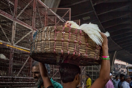 Broiler chicken being carried in basket on head of man near Crawford market in Mumbai