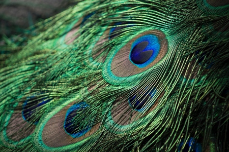 Colourful peacock feathers