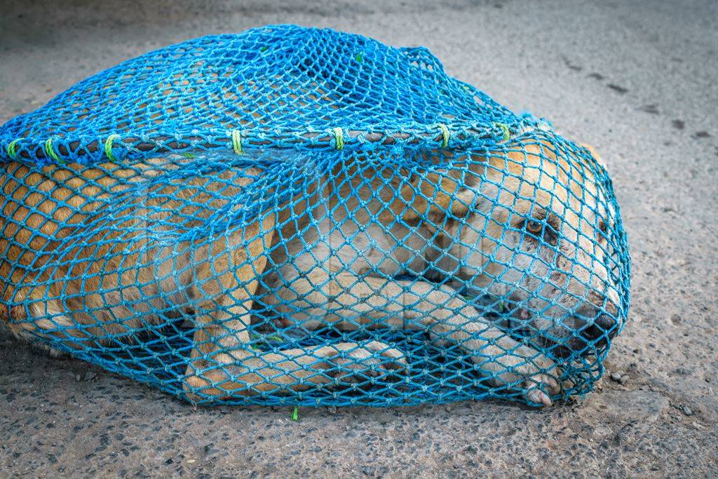 Street dog caught in net for animal birth control sterilisation operation :  Anipixels