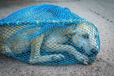 Street dog caught in net for animal birth control sterilisation operation