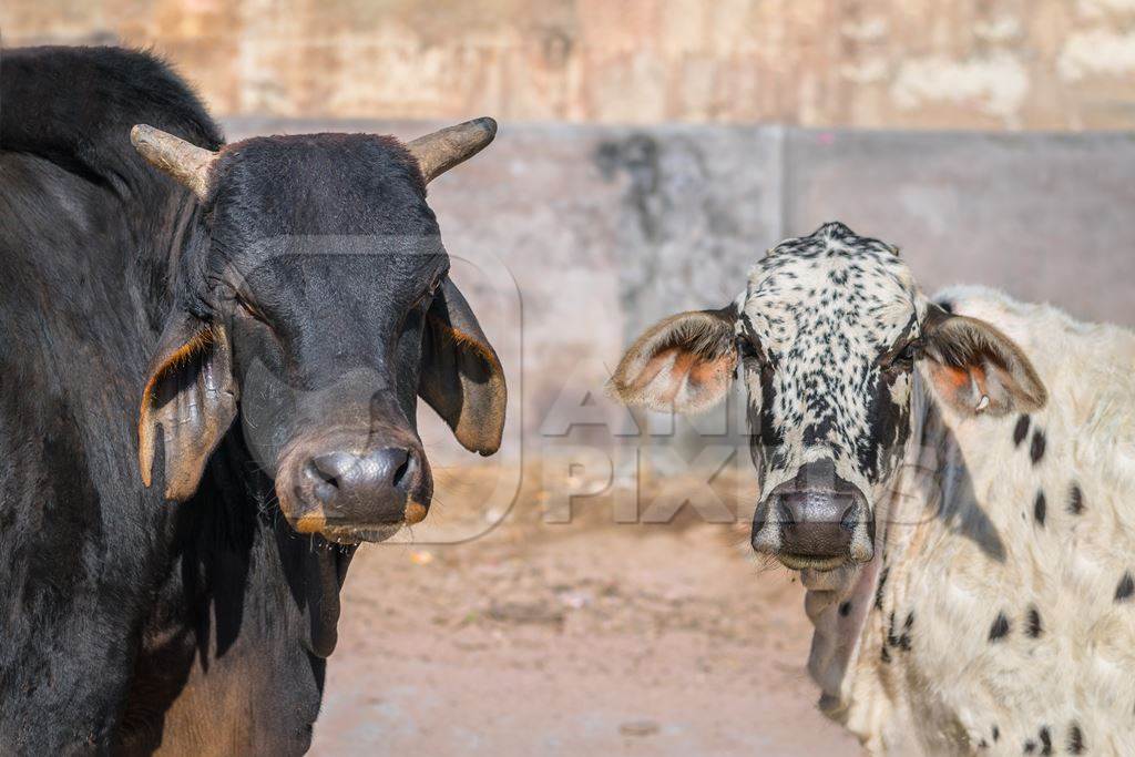 Street cows or bulls in street in urban city in Rajasthan