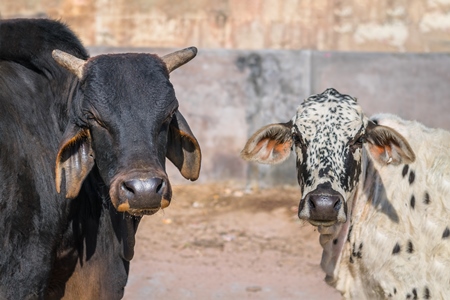 Street cows or bulls in street in urban city in Rajasthan