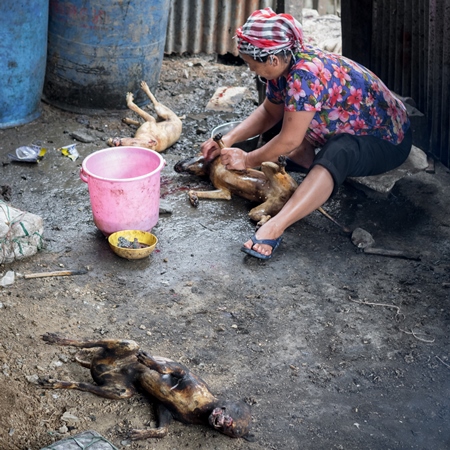 Dogs clubbed to death, blowtorched, then sold for dog meat at a dog market in Nagaland, India 2018