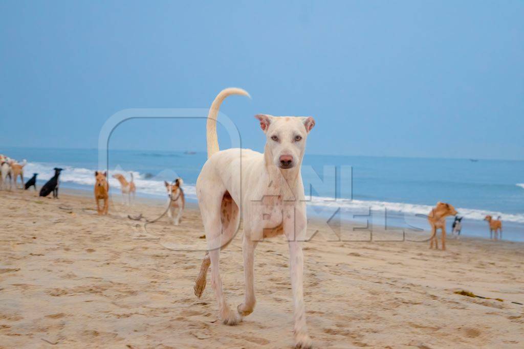 Photo of Indian street or stray dogs on beach in Goa with blue sky background in India