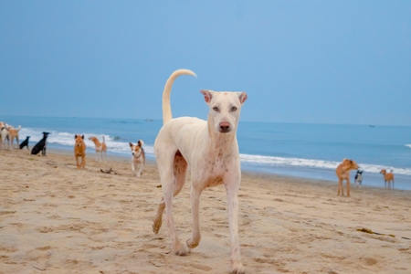 Photo of Indian street or stray dogs on beach in Goa with blue sky background in India