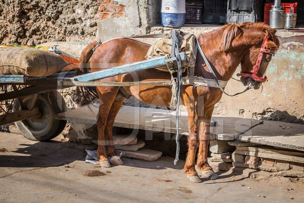 Working brown pony with harness and cart in street in rural village in Rajasthan