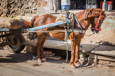 Working brown pony with harness and cart in street in rural village in Rajasthan