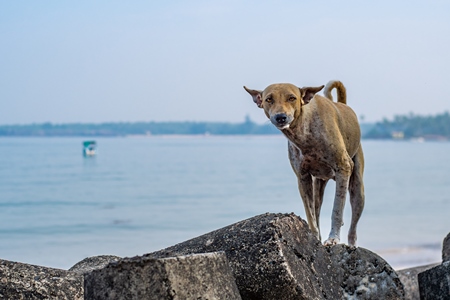 Stray Indian street dog standing on rocks on the beach with blue sky background in Maharashtra, India