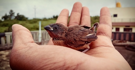 Small baby brown Munia bird sitting in hand of person, India