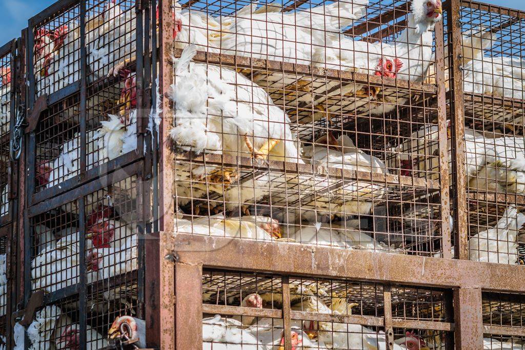 Broiler chickens packed onto at truck being transported to slaughter in an urban city