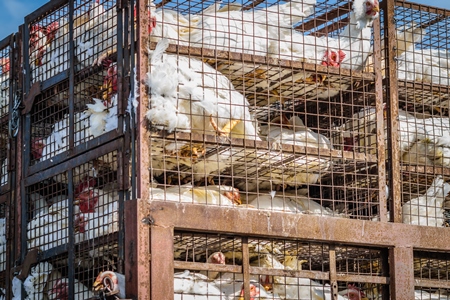 Broiler chickens packed onto at truck being transported to slaughter in an urban city