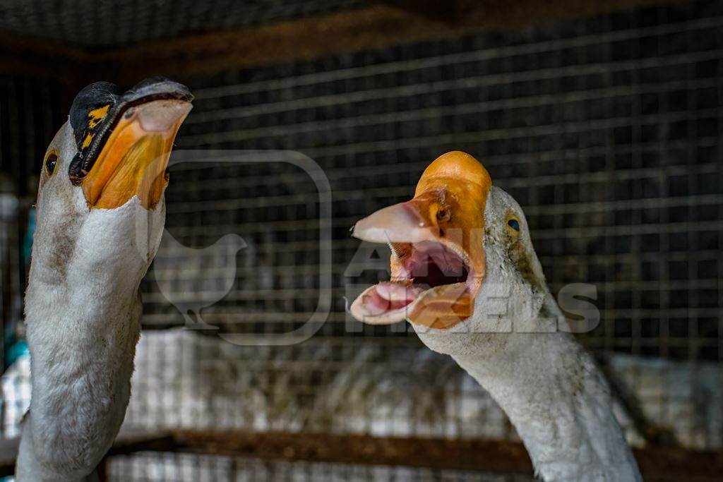 Geese crying in a dark and dirty cage in a street in Kolkata, India, 2022