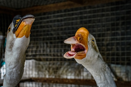 Geese crying in a dark and dirty cage in a street in Kolkata, India, 2022