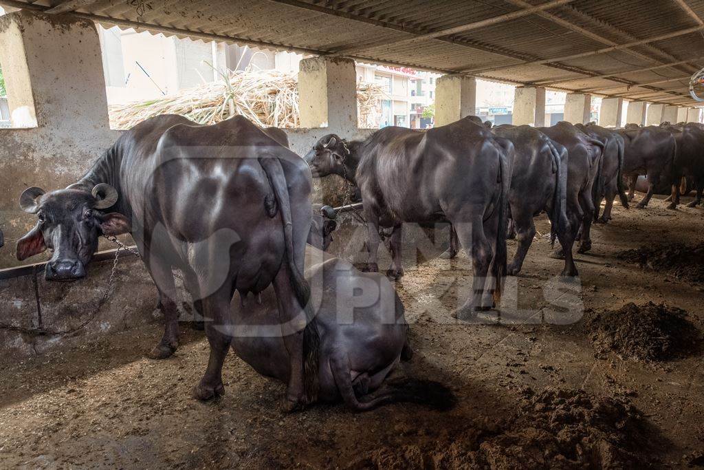 A line of buffaloes kept chained in a very dark and dirty buffalo shed at an urban dairy in a city in Maharashtra