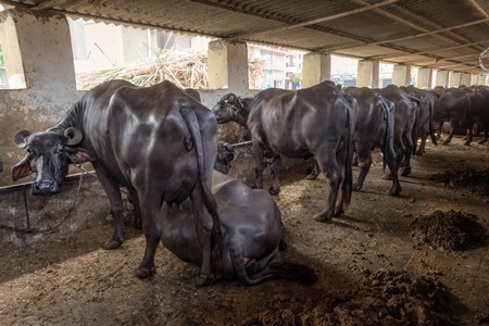 A line of buffaloes kept chained in a very dark and dirty buffalo shed at an urban dairy in a city in Maharashtra