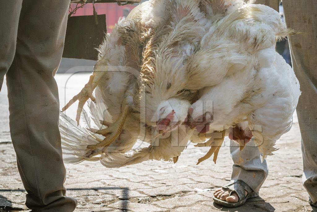 Bunch of broiler chickens being held upside down in Mumbai