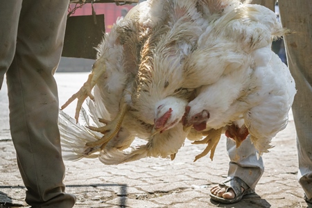 Bunch of broiler chickens being held upside down in Mumbai