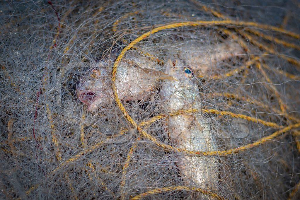 Indian marine ocean fish gasping and suffocating while trapped or caught in tangled fishing nets on the beach in Maharashtra, India