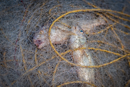 Indian marine ocean fish gasping and suffocating while trapped or caught in tangled fishing nets on the beach in Maharashtra, India