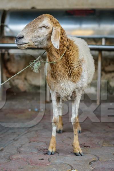 Sheep tied up on the street in an urban city