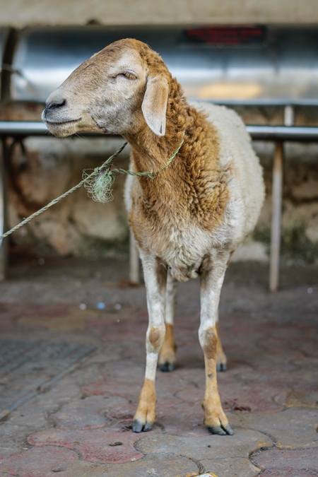 Sheep tied up on the street in an urban city