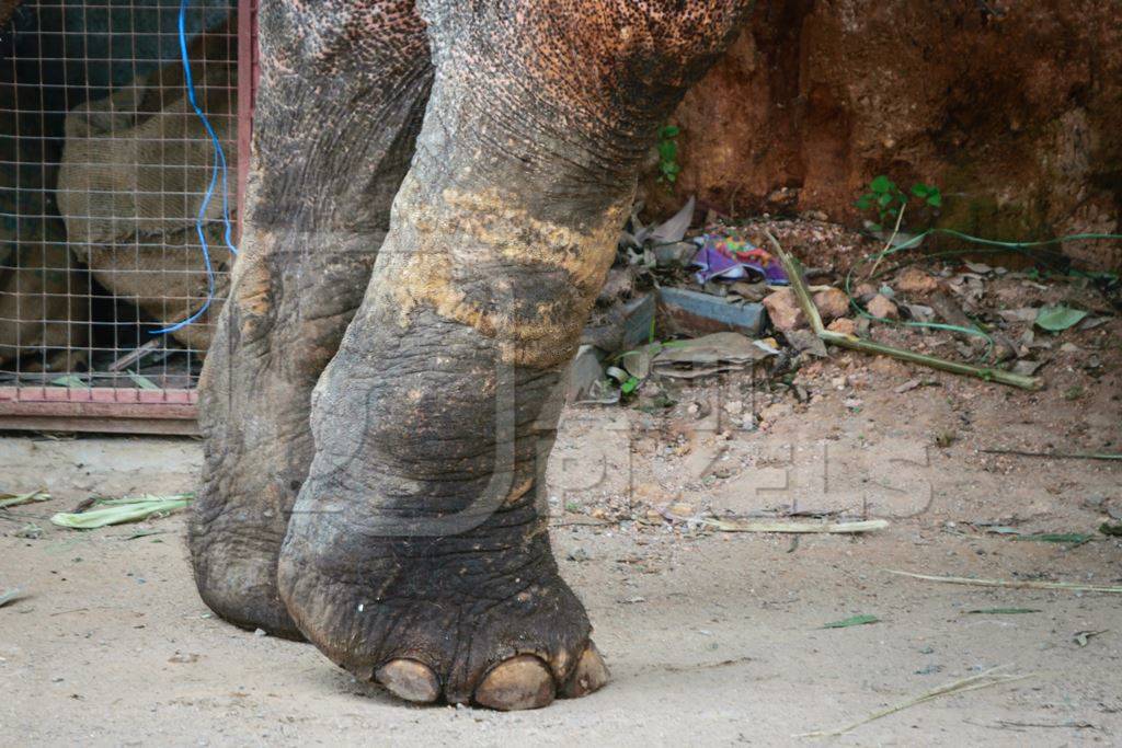 Scarred legs of elephant from being chained and used for tourist rides