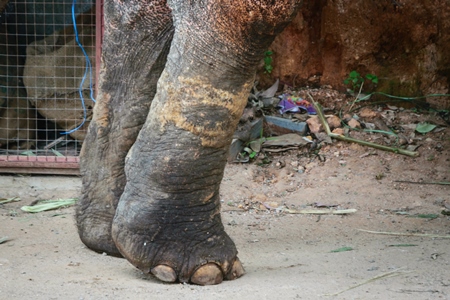 Scarred legs of elephant from being chained and used for tourist rides