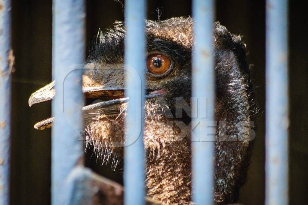 Emu with tattered feathers in dark and dirty cage behind bars in Byculla zoo