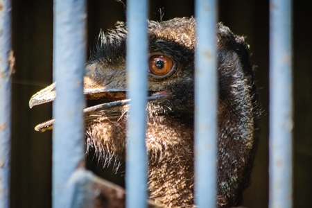 Emu with tattered feathers in dark and dirty cage behind bars in Byculla zoo