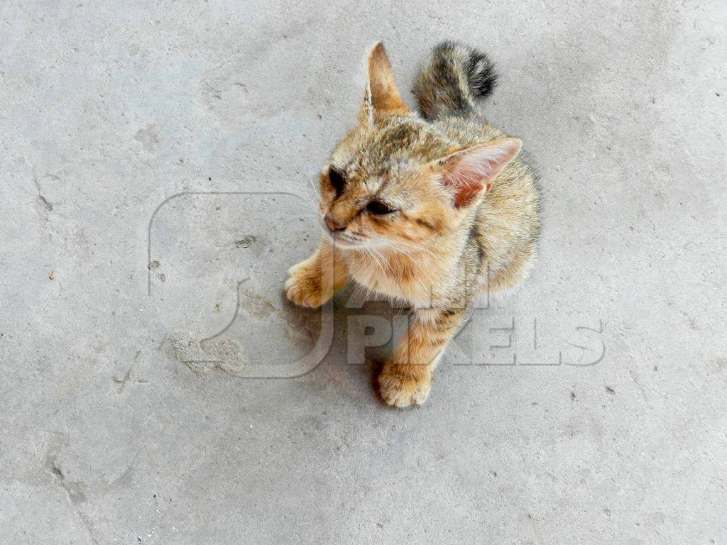 Small street kitten with grey background