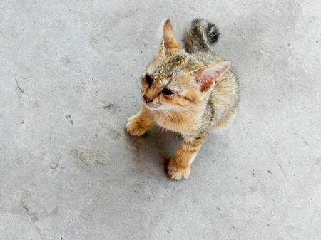 Small street kitten with grey background